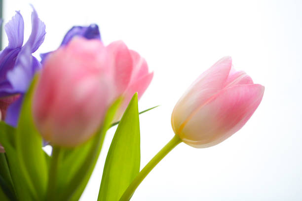 Bouquet of tulips on white background.