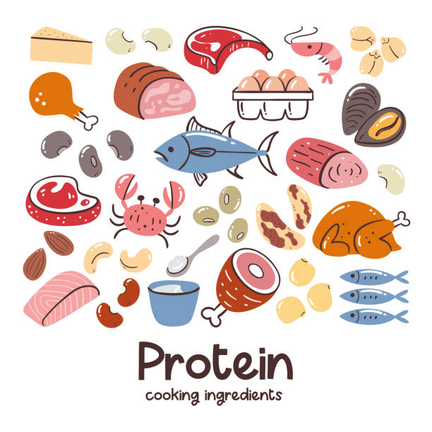 Protein Food Cooking ingredients Foods with high protein content. Cooking ingredients collection. Meat, seafood, legumes, nuts. Healthy balanced diet. raw diet stock illustrations
