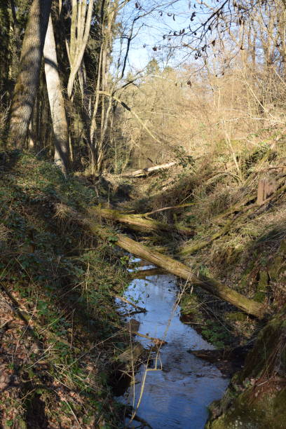 istock narrow river in the Wolfsschlucht 1383077162