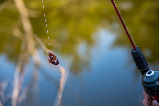 Hook and live worm for bait hanging from a fishing line with a pond in the background