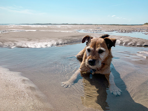 A senior patterdale terrier lying down in a pool of water on the beach in Northumberland. She is relaxing in the sun.