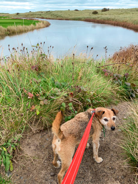 A senior patterdale terrier on a pet leash, standing next to a lake in Northumberland. She is looking up at the camera at his owner, who is out of shot.