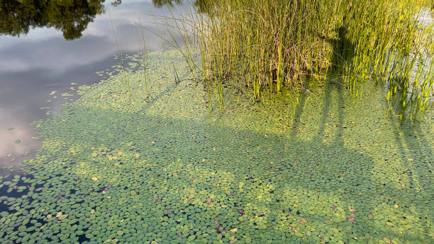 shadow on the pier - duckweed imagens e fotografias de stock