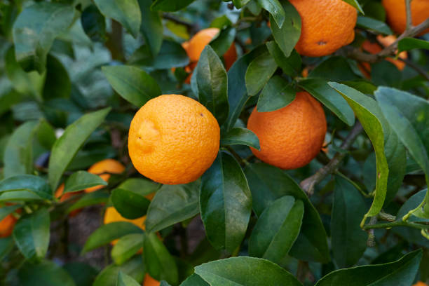 istock Citrus volkameriana fresh fruit 1383080648