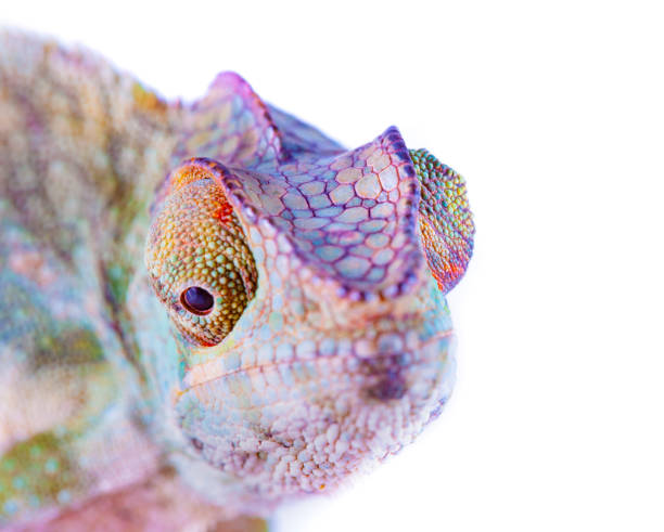 istock Chameleon portrait - Panther chameleon (Furcifer pardalis) 1383086193