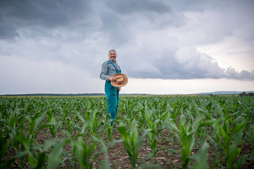 Portrait of senior farmeer on corn field.