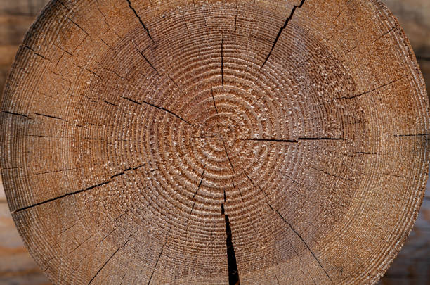 istock slice of a wooden log close up 1383087203