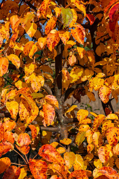 istock a fragment of a yellow-orange autumn tree 1383087213