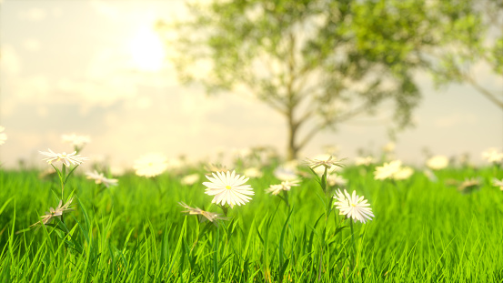 Meadow field with grass flowers and trees beautiful summer spring nature background