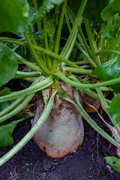 istock root vegetable radish grows in the garden 1383087389