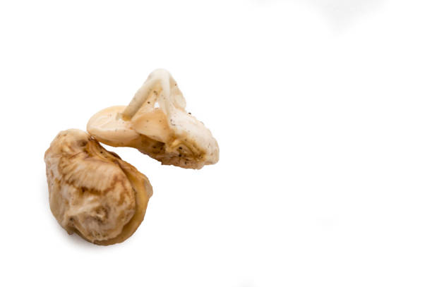 istock Two Bad Lima Bean Sprouts Rotten Isolated on White 1383088511