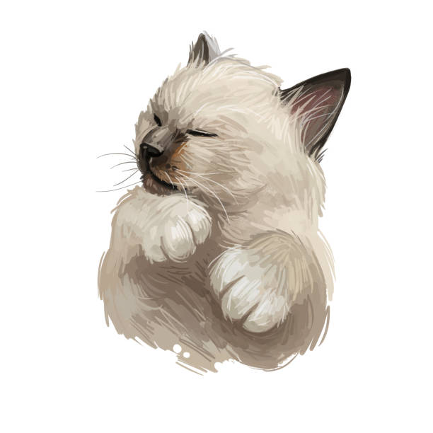 birman or sacred cat of burma isolated on white background. digital art illustration of hand drawn kitty for web. long haired and color pointed kitten with silky white coat and deep blue eyes. - burma home do 幅插畫檔、美工圖案、卡通及圖標