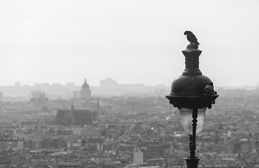 Paris, France. Silhouette of a dove on a street lamp with the panoramic view of the city.  Blurred background in the late afternoon light.