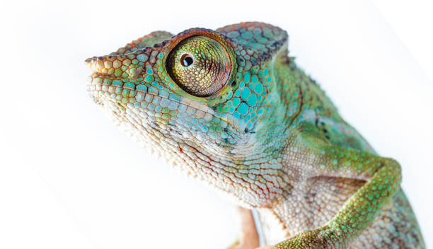 istock Chameleon portrait - Panther chameleon (Furcifer pardalis) 1383088718