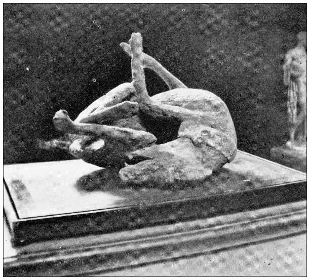 Antique travel photographs of Naples and Campania: Pompeii, Dead dog Antique travel photographs of Naples and Campania: Pompeii, Dead dog dead animal photos stock illustrations