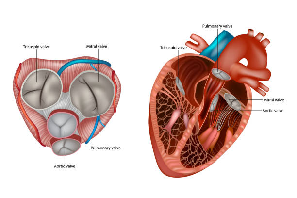 ilustraciones, imágenes clip art, dibujos animados e iconos de stock de estructura de la anatomía de las válvulas cardíacas. válvula mitral, válvula pulmonar, válvula aórtica y válvula tricúspide. - pumping blood illustrations
