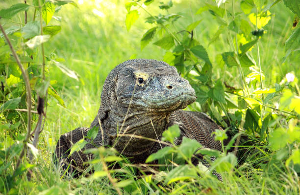 istock Komodo dragon in the Savannah 1383089945
