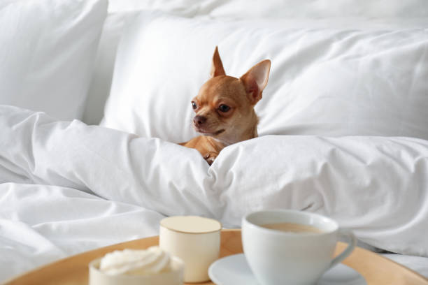 部屋のベッドの上においしい朝食とかわいいチワワ犬とトレイ。ペットフレンドリーホテル - hotel hotel room bed luxury ストックフォトと画像