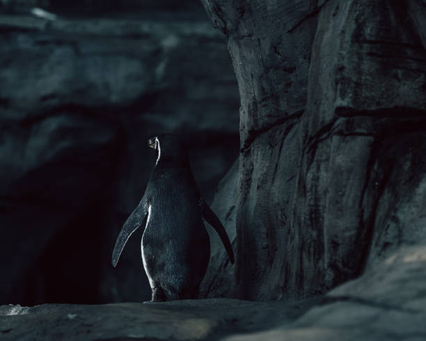 istock Penquin in the cave. 1383091309