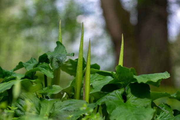 arum maculatum fiori di giglio verde in fiore nella foresta, pianta da fiore a testa di serpente - spadice foto e immagini stock