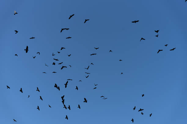 Raven in flight. XXLClick for more birds.