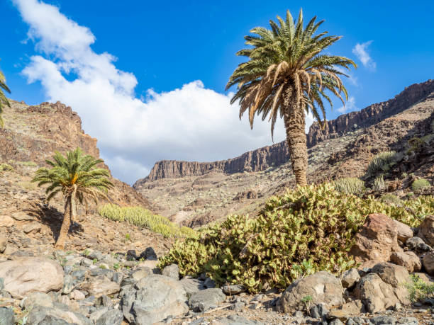 istock Barranco Las Palmas ravine, Gran Canaria, Spain 1383094544