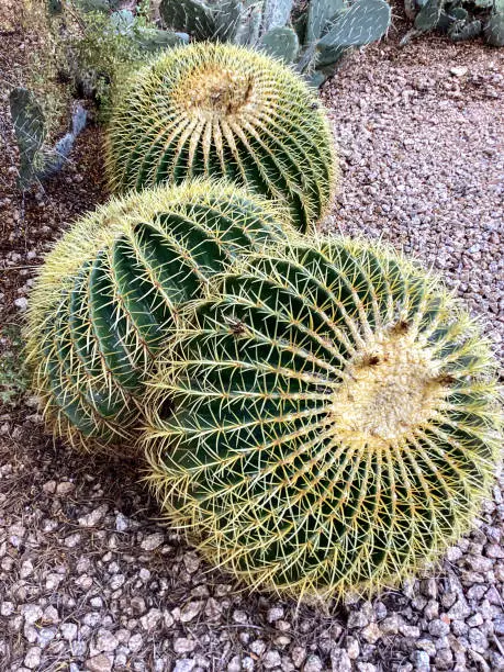 Barrel Cactus, Desert Garden  Scottsdale, Arizona