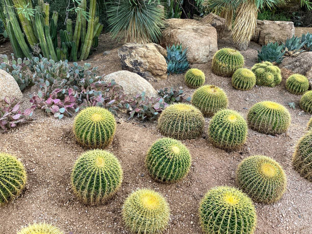 istock Barrel Cactus, Desert Garden  Scottsdale, Arizona 1383095592