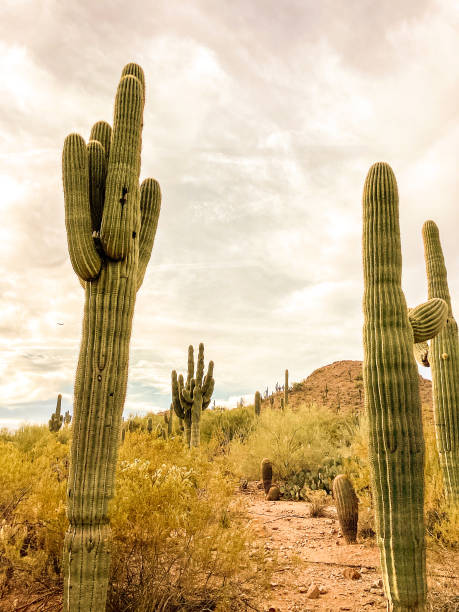 istock Sonoran Desert, Arizona 1383095602