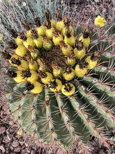 Barrel Cactus, Desert Garden  Scottsdale, Arizona