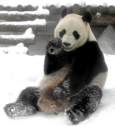 Giant panda (Ailuropoda melanoleuca), also known as panda bear or simply panda, on snow in winter