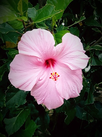 Blooming flower on Hibiscus Tree with leaves