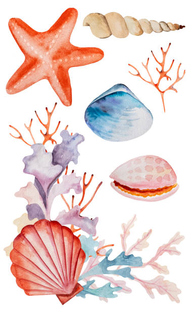 istock Watercolor arrangement with seaweeds, corals and seashells. Hand drawn Illustration elements 1383095756