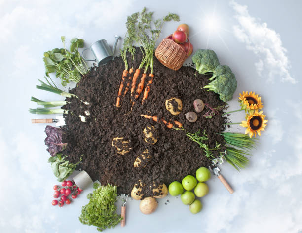 istock Organic eco garden 1383096496