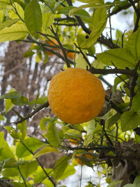 agrume - grapefruit citrus fruit water fruit photos et images de collection