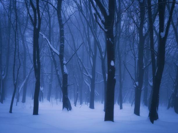 istock Winter forest with fog at dawn 1383096576