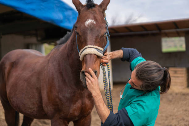 istock Young vet checking horse's teeth in barn 1383096578