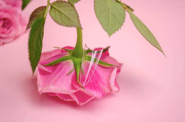 istock Professional nail tips for extensions, on a pink background with a rose. 1383096601