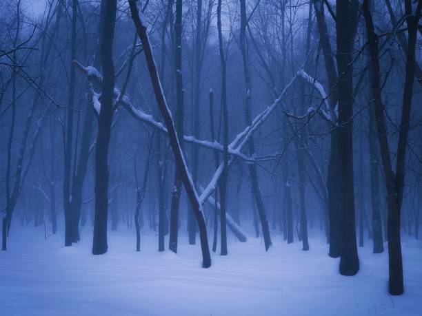 istock Winter forest with fog at dawn 1383096638