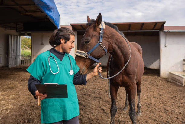 Handsome young veterinarian is having a good time with the horse . stock photo