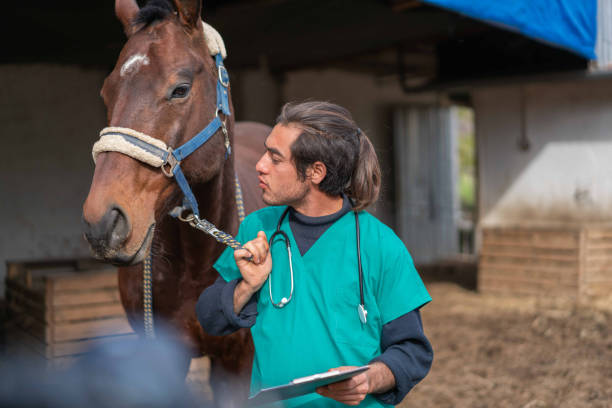 istock Handsome young veterinarian is having a good time with the horse . 1383096708