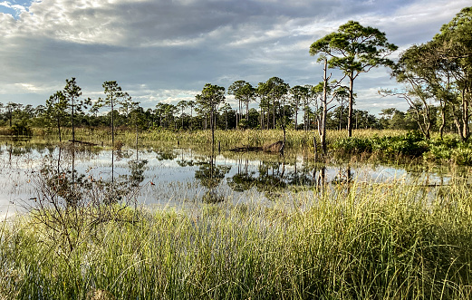 Swamps and still ponds in St. Andrews State Park, Panama City Beach, Florida, USA
