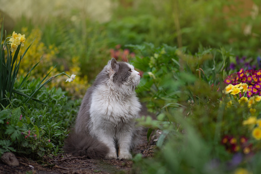 Portrait of a cute kitten in profile. Portrait of furry gray and white cat profile close up. Young cat relaxing in summer sunset. Portrait of cat on a background of flower field.