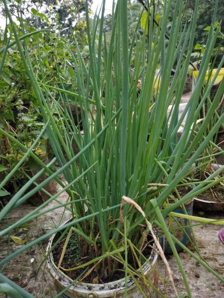 istock Ready to harvest leeks in a pot at yard. 1383098709
