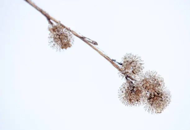Burdock seed heads covered in crystal-like frozen raindrops isolated on a white background
