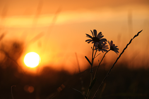 Dark silhouettes of wild flowers against bright colorful sunset sky with setting sun light.