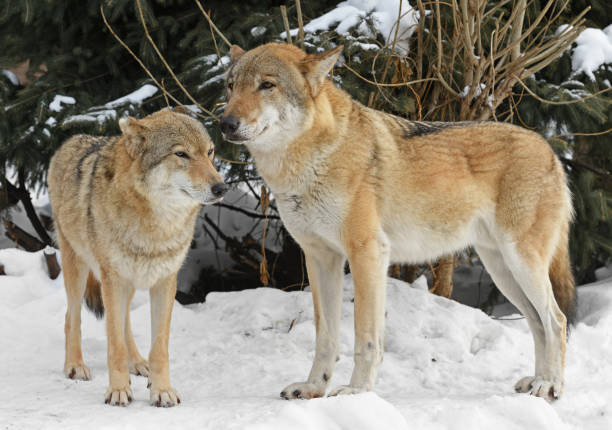 istock Wolf family (Canis lupus) in forest in winter 1383100990