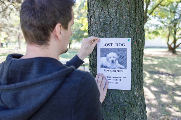 istock Man hanging lost dog poster on a tree 1383101222
