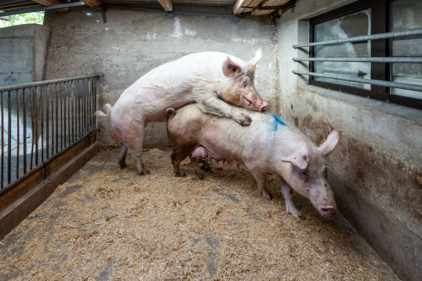 1,179 Mating Pigs Stock Photos, Pictures & Royalty-Free Images - iStock 1,179 Mating Pigs Stock Photos, Pictures & Royalty-Free Images - iStock