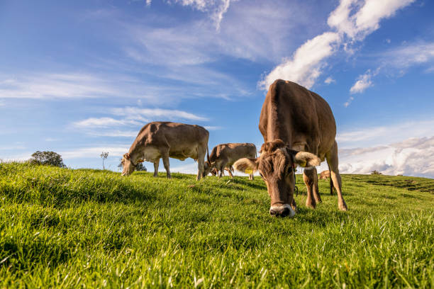 lechera alpina en el pasto - milk european alps agriculture mountain fotografías e imágenes de stock